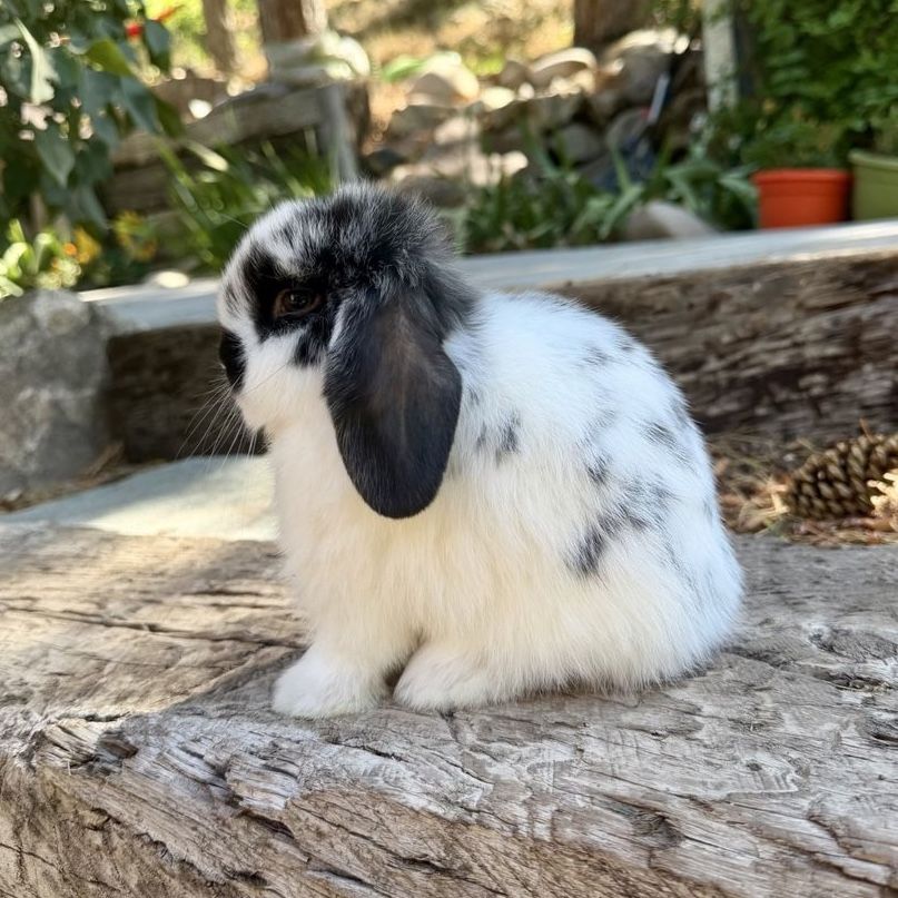 RABBITRY CLOSING | Purebred Pedigreed Holland Lops