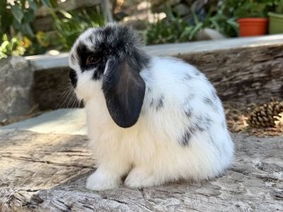 RABBITRY CLOSING | Purebred Pedigreed Holland Lops