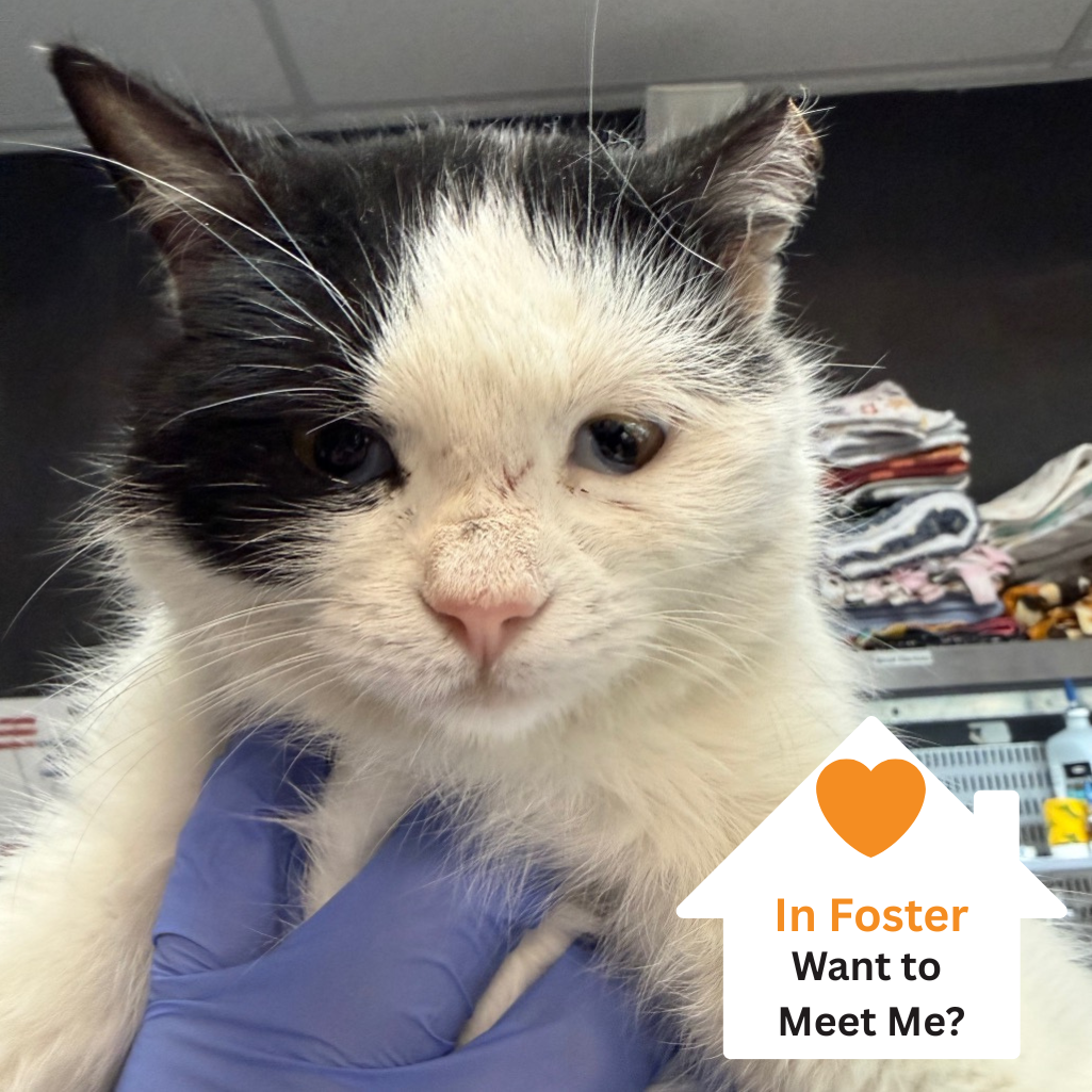 Hello my name is Rorschach