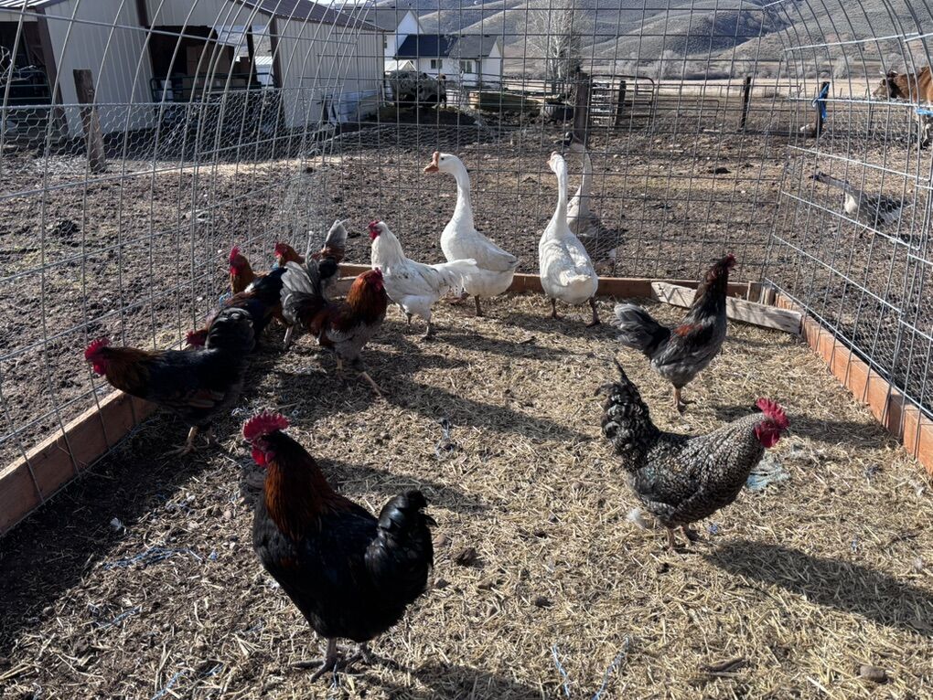 Roosters For Sale