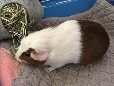 Female Crested Guinea Pig w/ everything