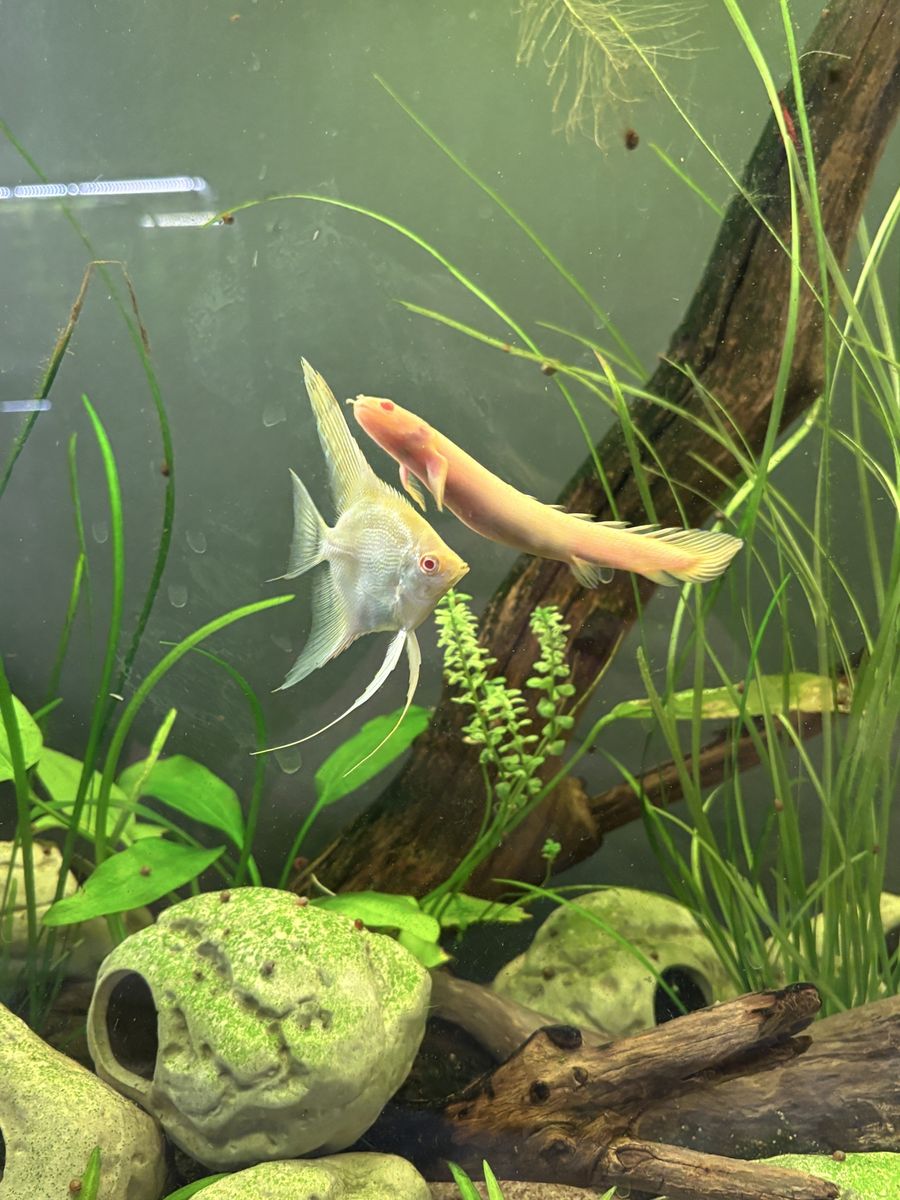 ISO/Trade: Aquarium Plants for Used Filters