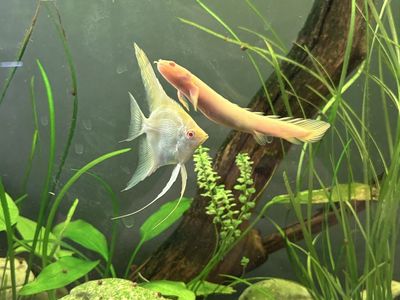 ISO/Trade: Aquarium Plants for Used Filters