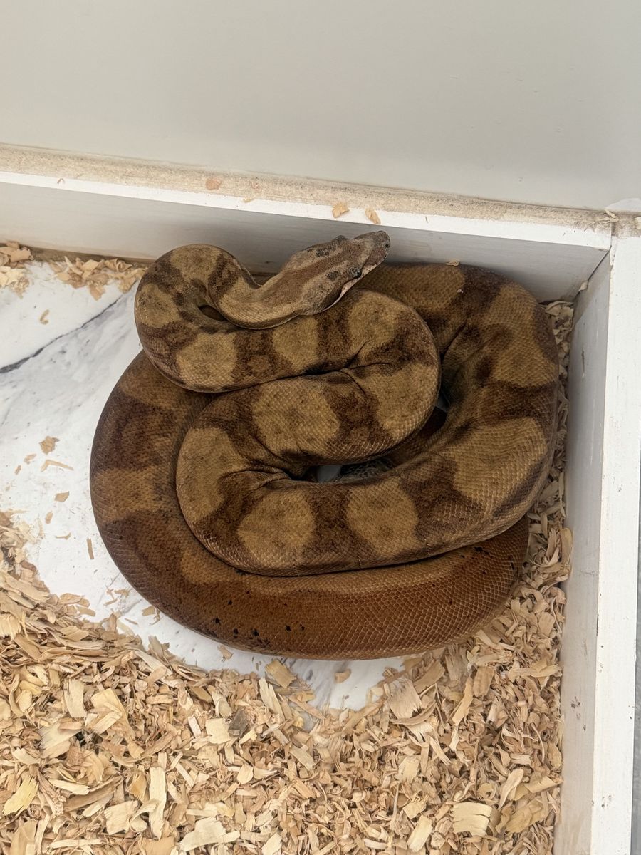 Male Hypo Motley Boa