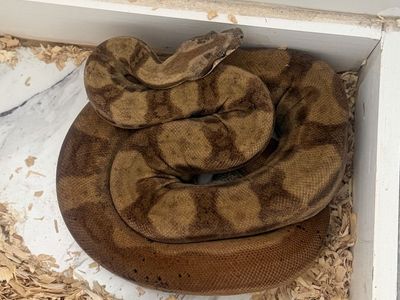 Male Hypo Motley Boa