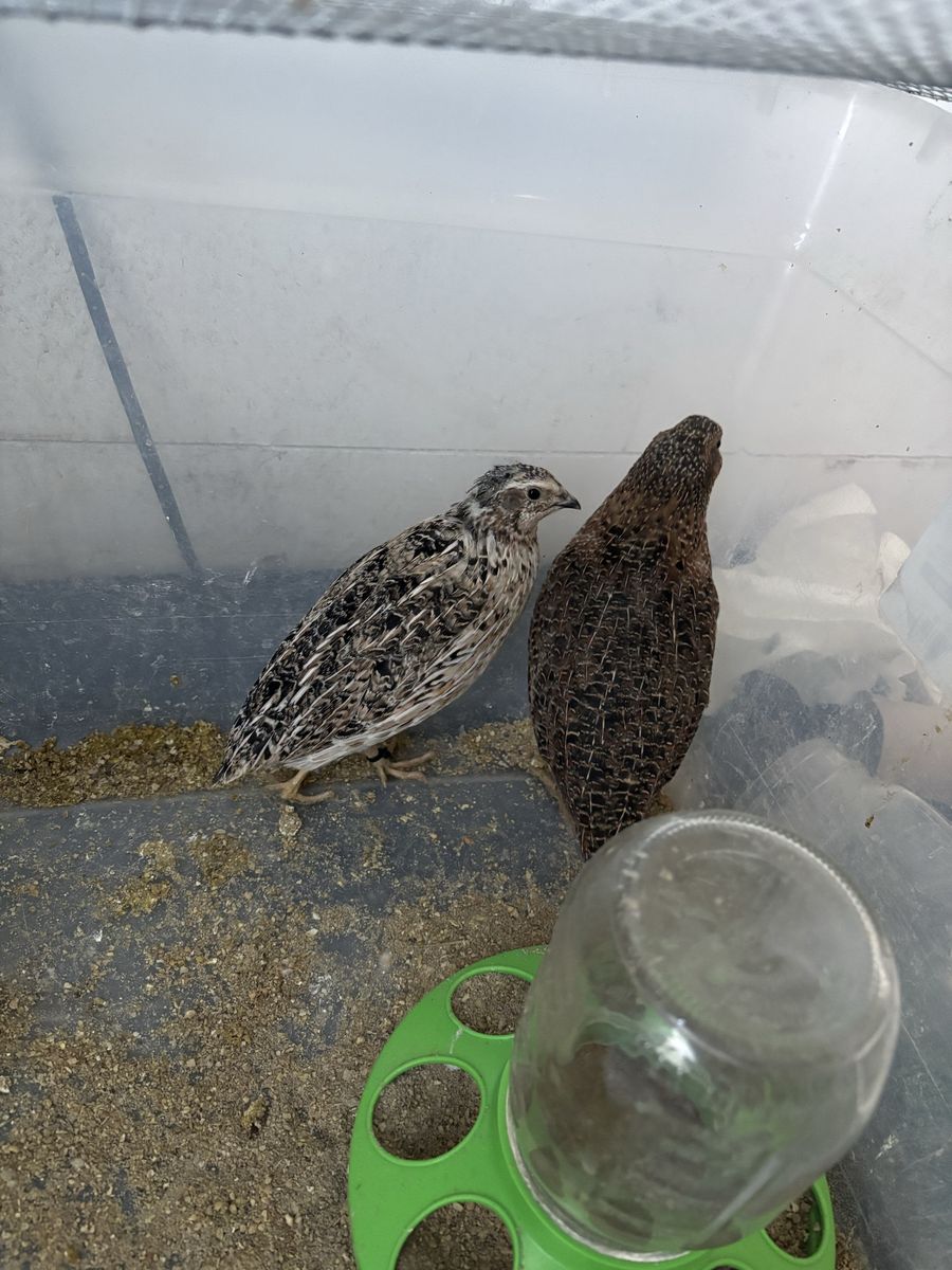 Two Healthy Young Quail - Live Birds