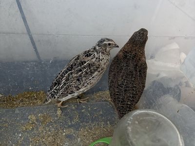 Two Healthy Young Quail - Live Birds