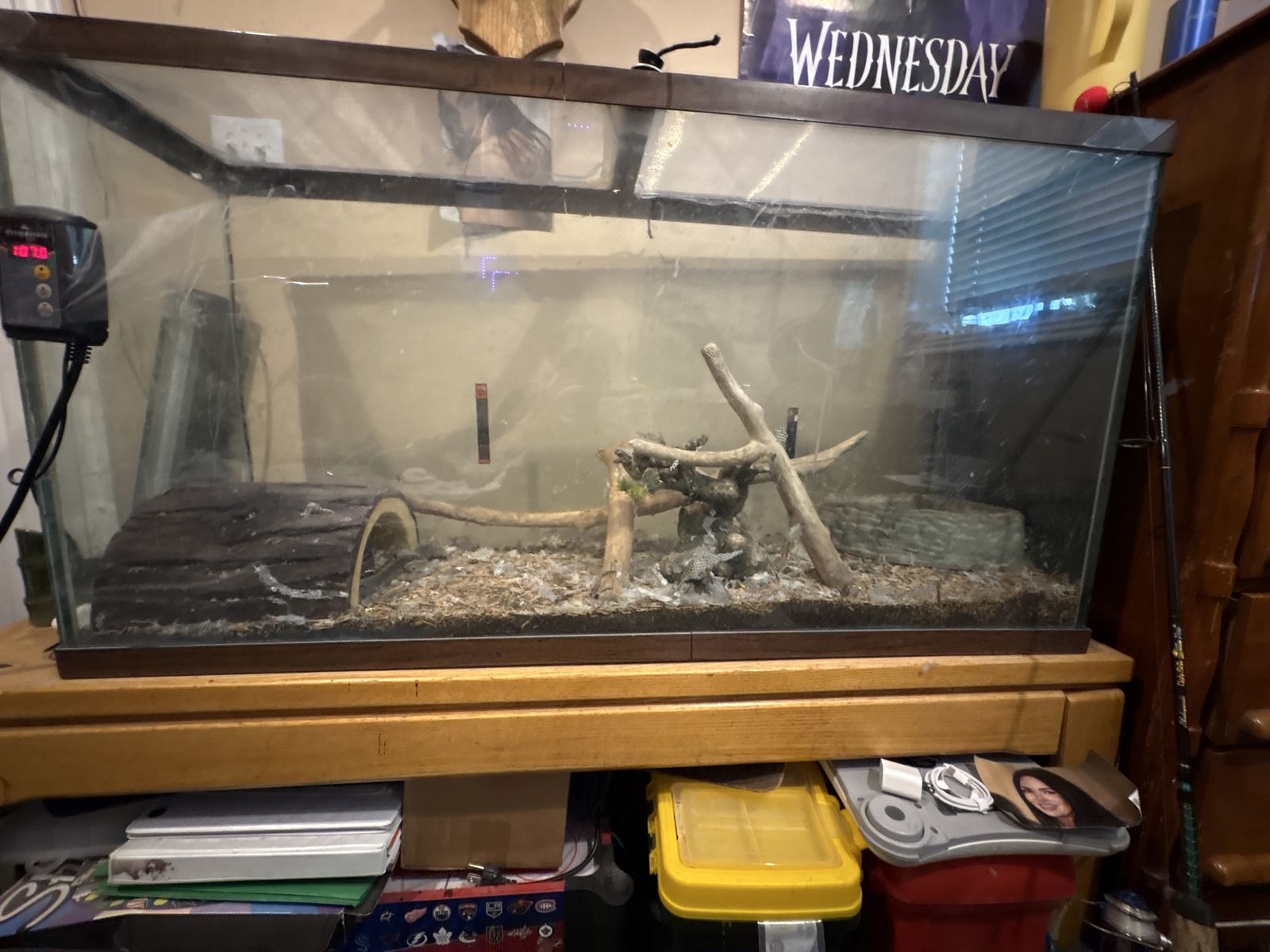 Fish tank/aquarium with bald python