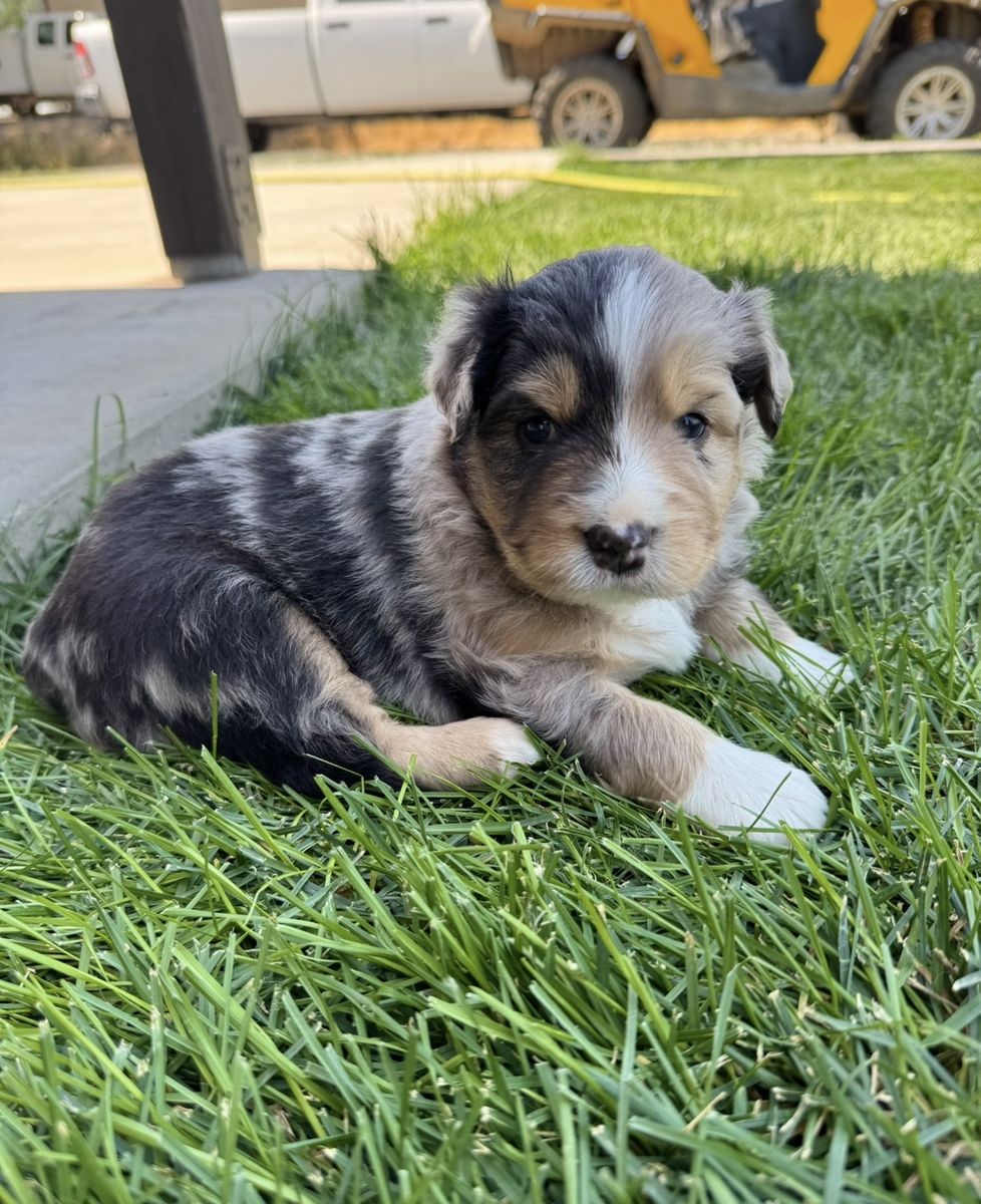 ASCA Registered Standard Australian Shepherd Puppies (Aussies)