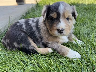 ASCA Registered Standard Australian Shepherd Puppies (Aussies)