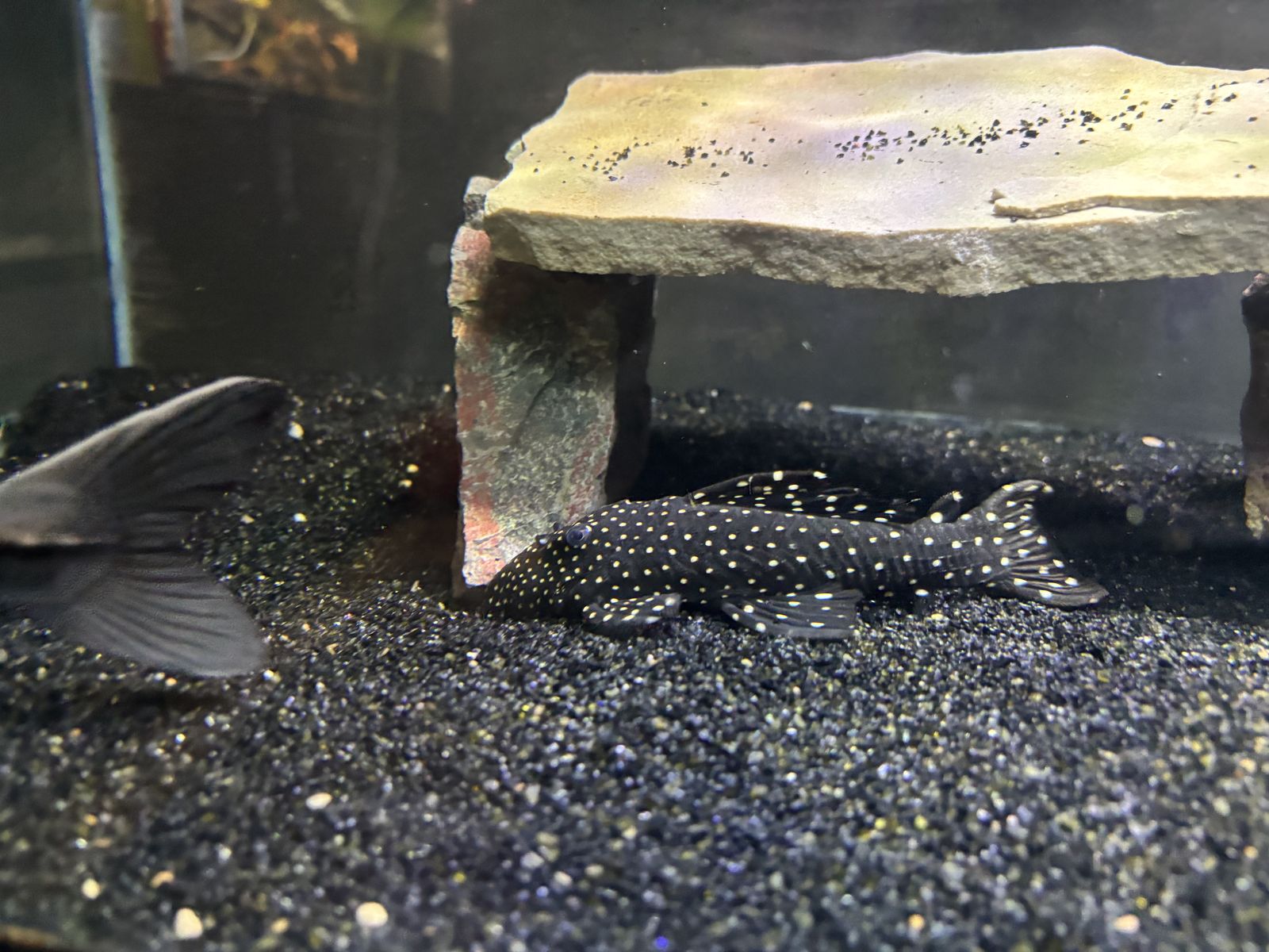 vanpire pleco