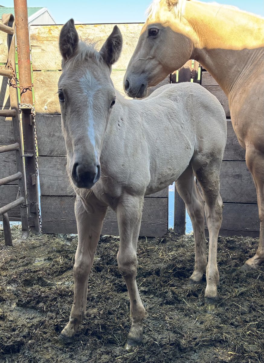 2026 Palomino AQHA Registered Filly "Firefly"