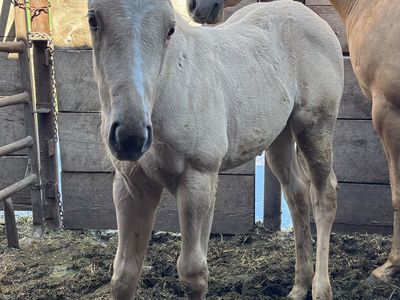 2026 Palomino AQHA Registered Filly "Firefly"