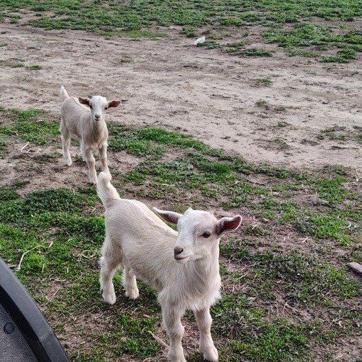 Nigerian Dwarf Goats - Adult Male, Female & Kids - Great for Breeding or Pets