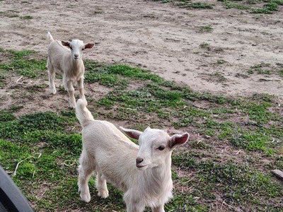Nigerian Dwarf Goats - Adult Male, Female & Kids - Great for Breeding or Pets
