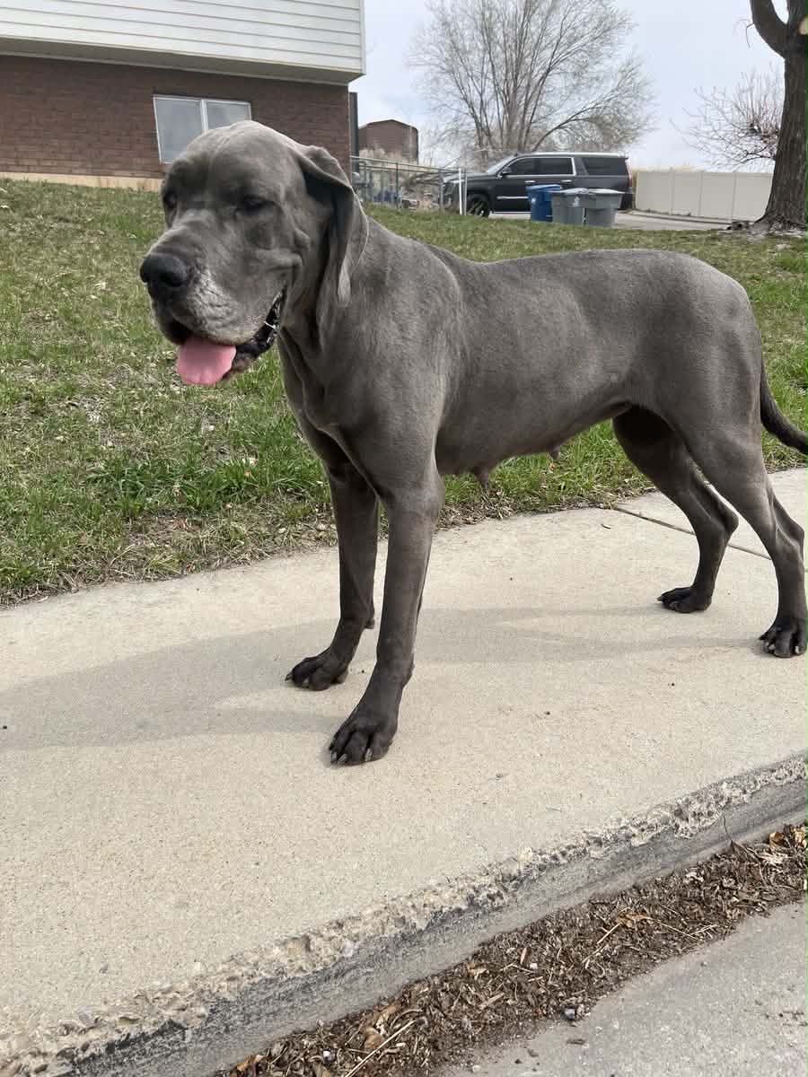 Female Great Dane with BREEDING