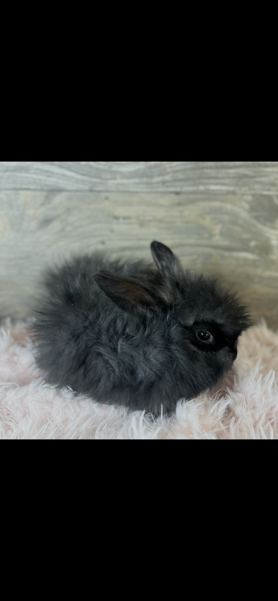 Baby English Angora