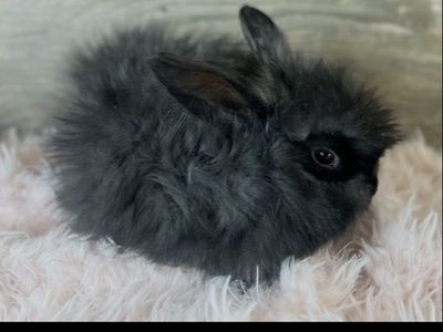 Baby English Angora