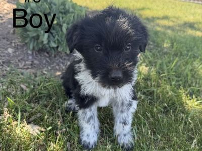 Bearded Collie / Idaho Shag Puppies