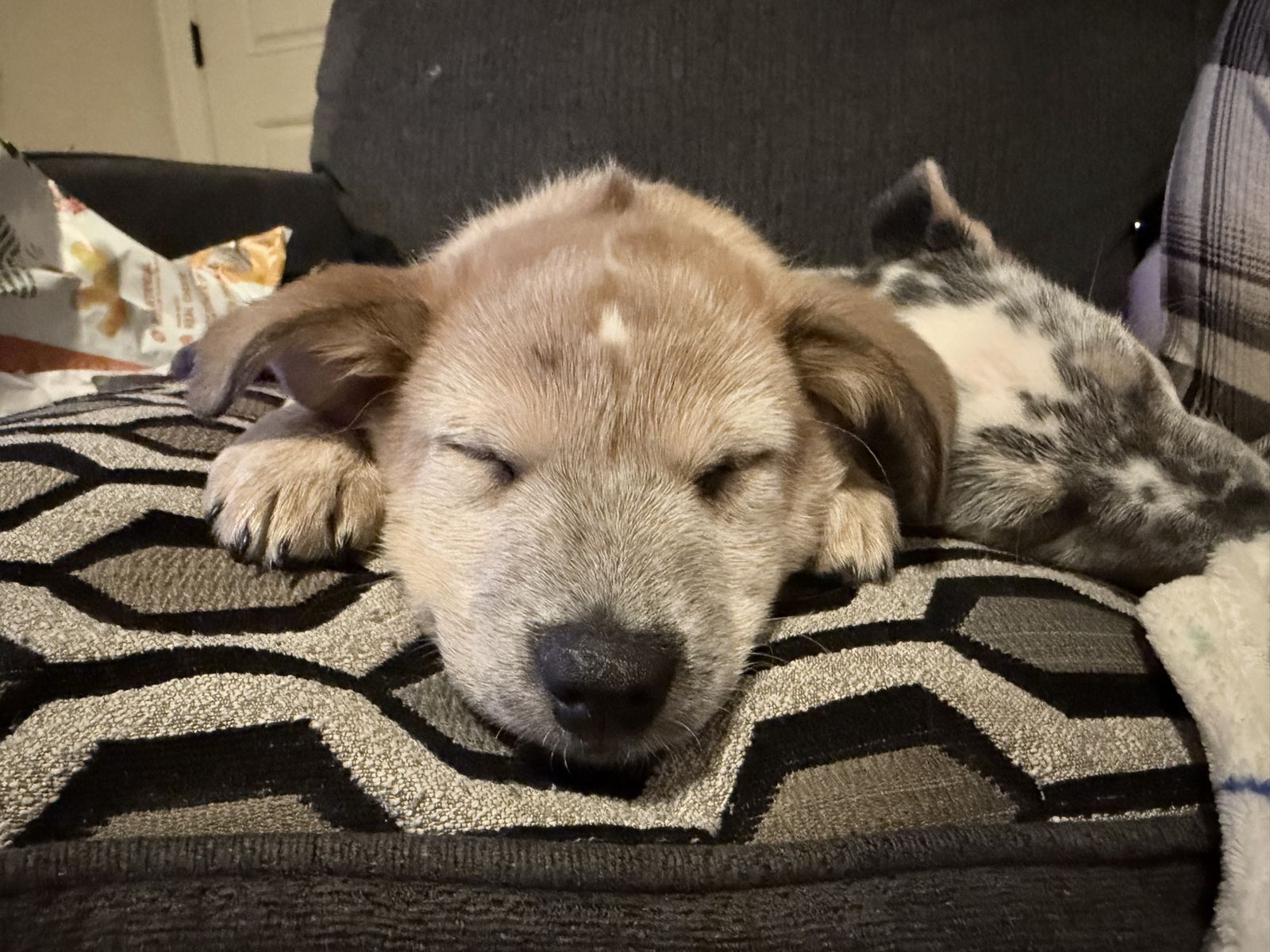 Heeler / Australian Cattle Dog Puppies