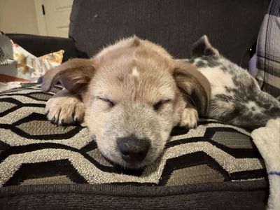 Heeler / Australian Cattle Dog Puppies