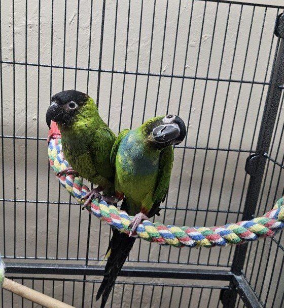 Nanday Conure Pair with Cage