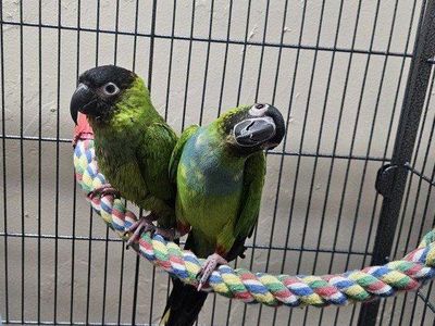 Nanday Conure Pair with Cage