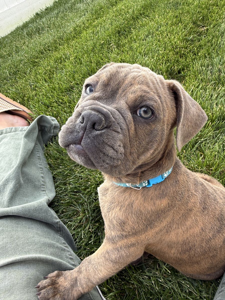 French Bulldog & Olde English Bulldog Mix