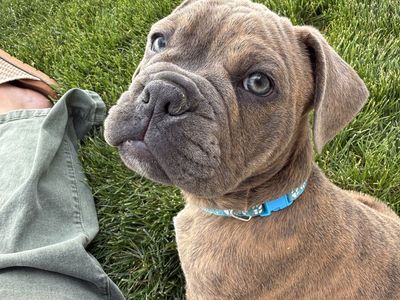 French Bulldog & Olde English Bulldog Mix