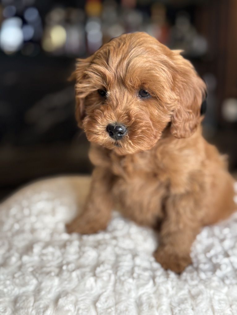 Perfect Wavy Calm Micromini Goldendoodle Puppy