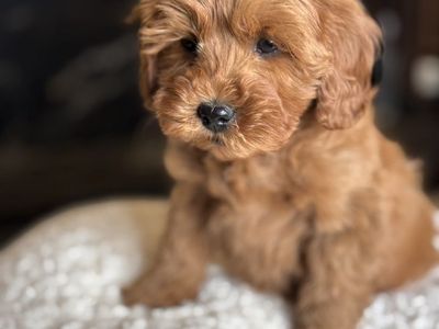 Perfect Wavy Calm Micromini Goldendoodle Puppy