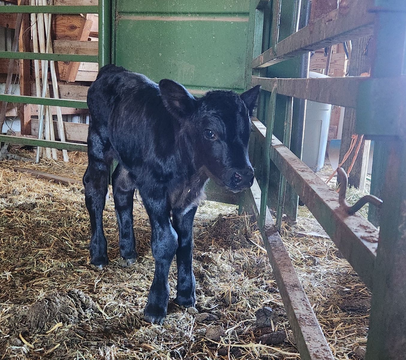 Black Angus Calf