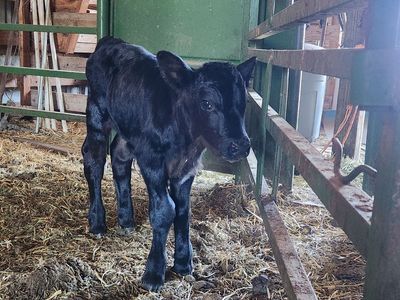 Black Angus Calf