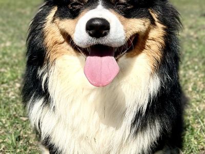 AKC Pembroke Corgi Male, Fluffy