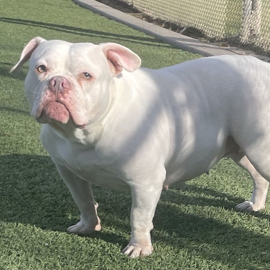 Hello my name is The Missus