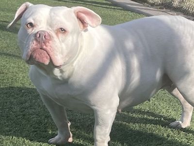 Hello my name is The Missus