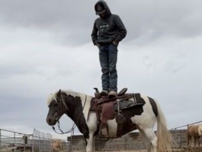 Pony for sale