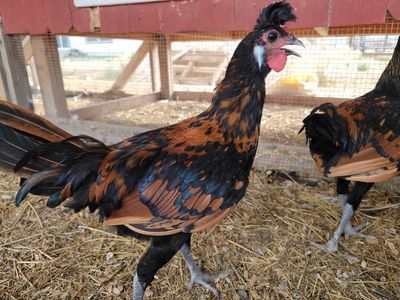 Golden Spangled Spitzhauben Young Roosters!