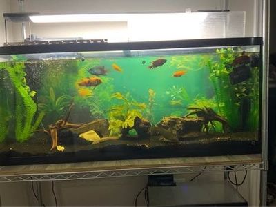60 Gallon Cichlid Aquarium Setup with Fish & Accessories - Complete Package