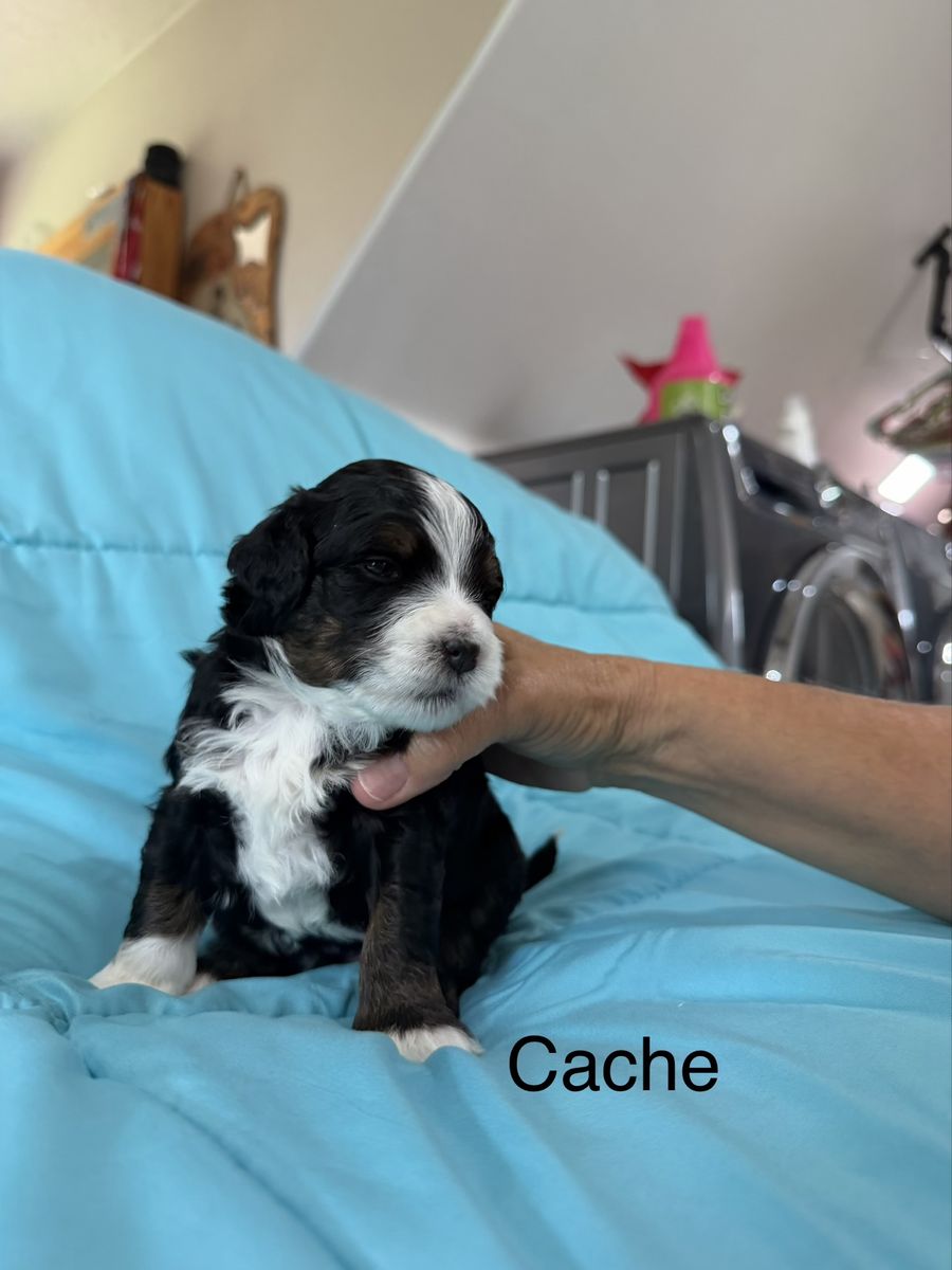 Micro Bernedoodles