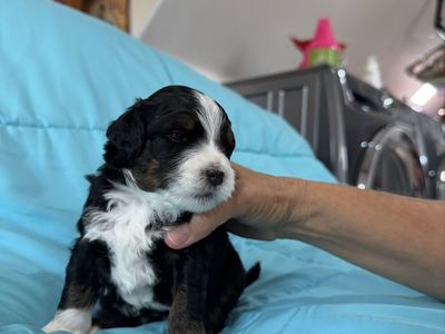 Micro Bernedoodles