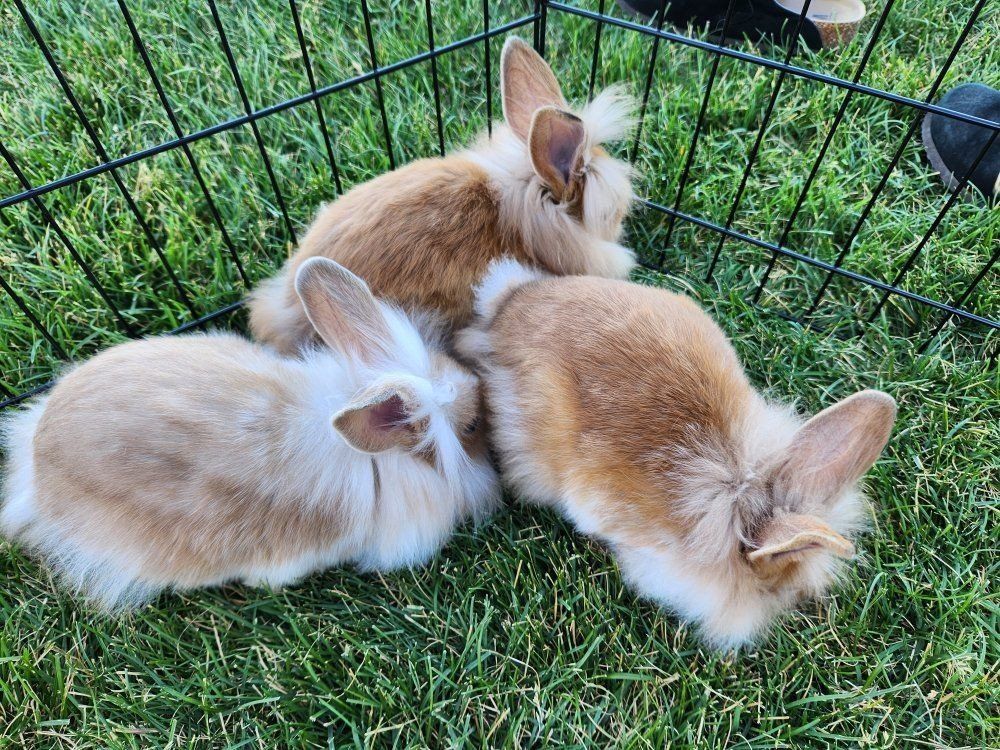Lionhead mix