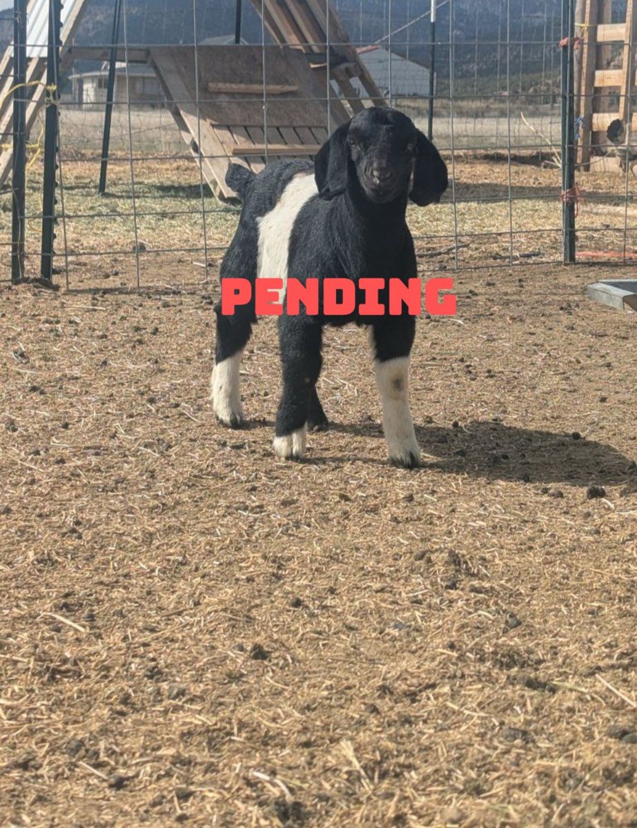 Registered Boer Doeling – 4H Project Pending