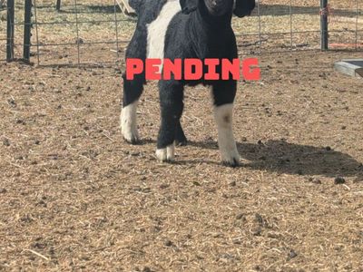 Registerable Boer Doeling – 4H Project Pending