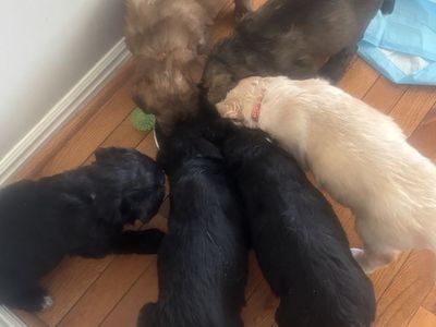 Malamute standard poodle will be medium dog