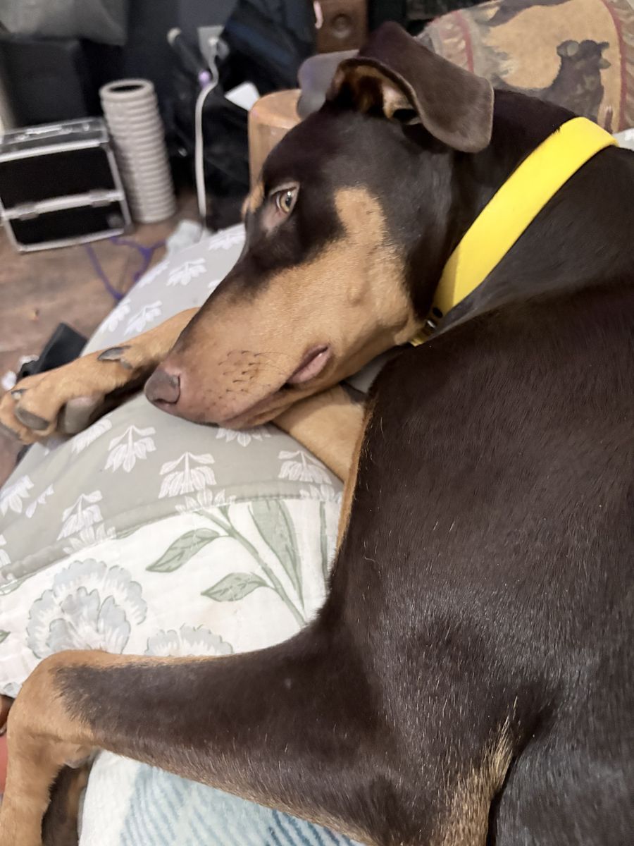 9 Month Old Doberman Puppy