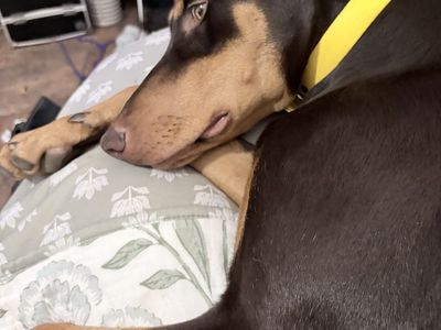 9 Month Old Doberman Puppy