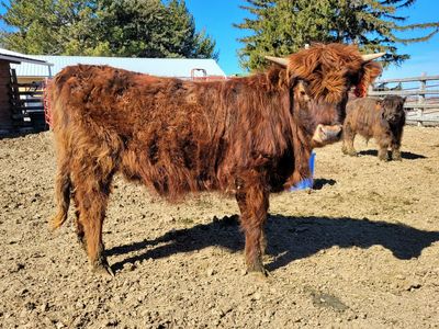 Highland Longhorn cross heifer