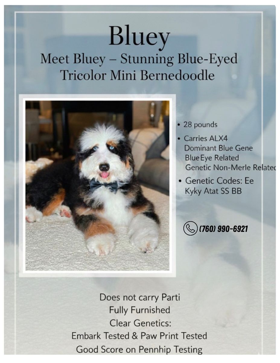 Bluey - Mini Bernedoodle Stud, 28 lbs, Blue Eyed Tricolor, ALX4