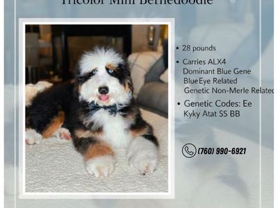 Bluey - Mini Bernedoodle Stud, 28 lbs, Blue Eyed Tricolor, ALX4